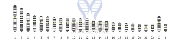 【SG亚洲胜游基因检测】知道<font color='red'>Cd8</font>1的这些内容，是基因检测全面性一个准备