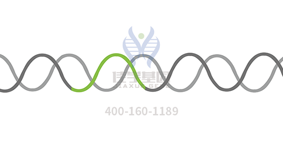 【SG亚洲胜游基因检测】多发性<font color='red'><font color='red'>骨髓</font>瘤</font>（Multiple Myeloma）靶向药物使用前的基因检测